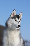SIBERIAN HUSKY 493